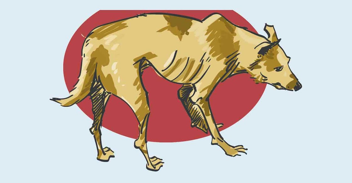 dog