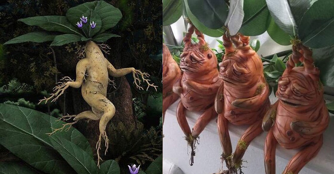 mandrake-plants Mandragora (Photo:X/@Spacedogoxyz)