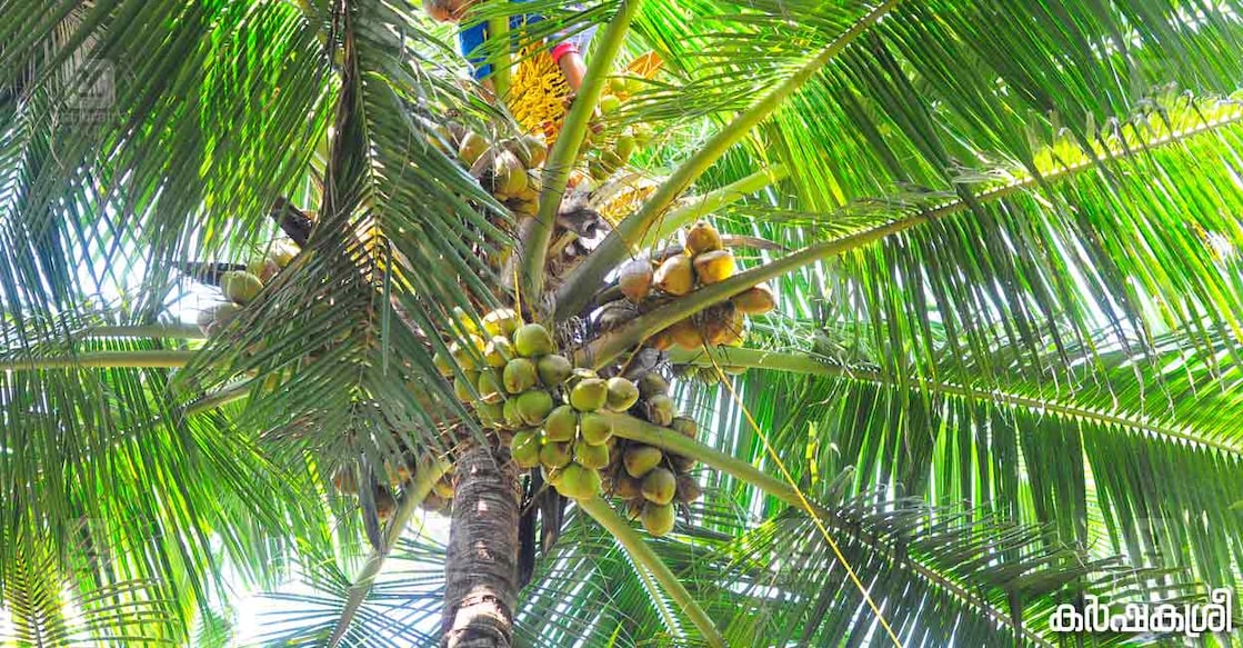 coconut--2 coconut--2