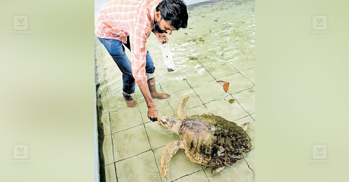 sea-turtle-kolavippalam-bridge sea-turtle-kolavippalam-bridge